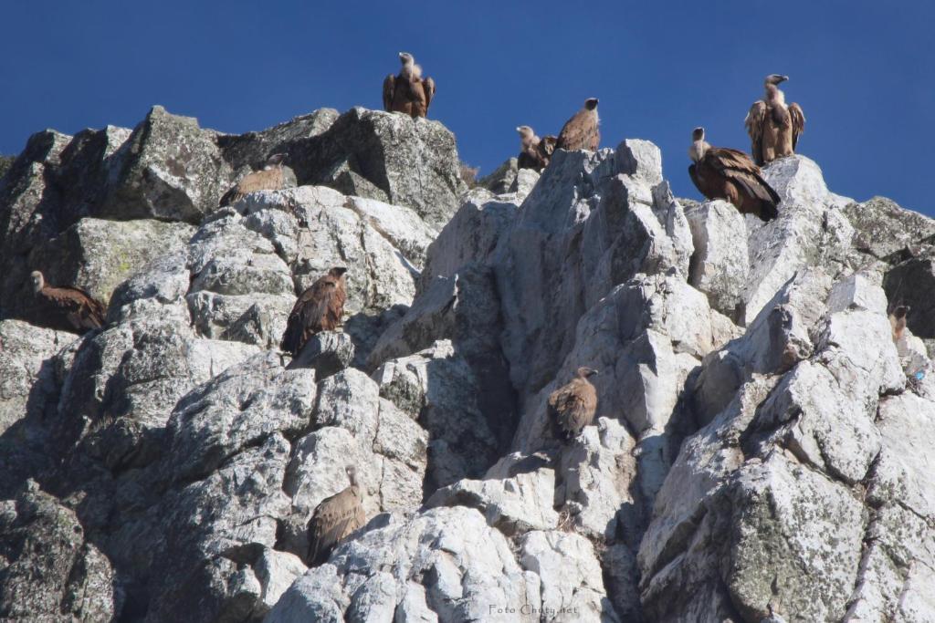 Апартаменты Sierra De Monfrague Торрехон-эль-Рубио Экстерьер фото